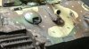 tiger2j.jpg