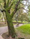 old-tree-bilbao-spain2.jpg