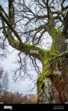 old-tree-with-moss-in-autumn2.jpg