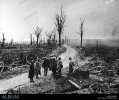 war-tree1.jpg