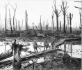 war-tree3.jpg