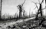war-tree4.jpg