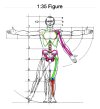 Sculp_chart_1-35.jpg Sculp_chart_1-35.jpg