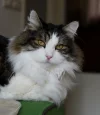 Loki.webp
