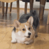 IMG_0926.gif IMG_0926.gif