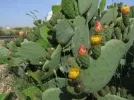 cactus-1.webp cactus-1.webp