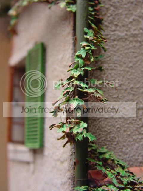 DSC00085.jpg