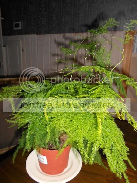 DSCN0038.jpg